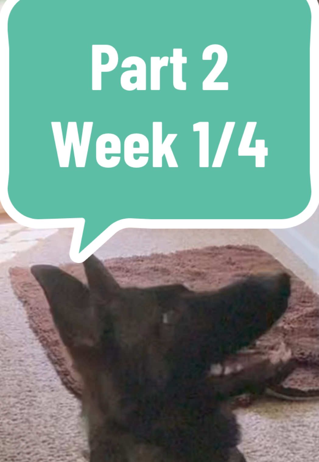 This first week has been focused on establishing boundaries, structure, and clear expectations for Chips. When he first arrived, he was displaying the following behaviors: • Bolting from the crate without control. • Jumping on people and using his mouth on hands and arms hard enough to leave marks. • Difficulty leashing: handlers previously had to distract him with food or water just to clip a leash on without being bitten. • Extreme pulling on leash, with the potential to overpower his handlers. • Bolting through doors without waiting, no threshold training in place. • Resource guarding, including two bite incidents in the past. • Reactivity toward unfamiliar dogs and people. • Difficulty settling, constantly seeking stimulation and not knowing how to relax. These behaviors made daily life stressful for his family, rather than enjoyable. Over the course of this week, we worked on: •Crate manners: waiting calmly to be released instead of bolting out. • Leash manners: sitting calmly for leashing and unleashing. • Thresholds: waiting for release cues before leaving his spot or going through doors. • Impulse control: teaching the “out” command to release toys, hands, or arms. • Place command: learning to settle on a designated spot, which helps him practice relaxation and being comfortable with calm boredom. • Social communication: practicing body language awareness and appropriate play with our own dogs at home. Since Chips has a history of using his mouth to communicate frustration, our goal is to redirect this behavior rather than punish it. We are teaching him that releasing on command is rewarding and that calm choices bring positive outcomes. Ignoring unwanted behavior and redirecting him into structured commands (instead of correction alone) has proven far more effective with his temperament. • Chips now waits in his crate until released. • He can sit calmly to be leashed and unleashed. • He understands that he must wait at doors and thresholds until released. • He has started learning “out” and is beginning to reliably release toys and hands.  • He has practiced settling on place, beginning to learn that calmness can be rewarding. • He is making progress in understanding dog body language when interacting with other dogs. Over the next three weeks, we will continue building on these foundations: • Expanding his impulse control around food, toys, and high value items to further reduce resource guarding. • Improving leash skills for calmer, more enjoyable walks. • Continuing structured socialization with dogs and people. • Reinforcing calmness and reliable responsiveness in higher distraction environments. Chips has already shown significant progress in just one week with structure and consistency. He is learning that calm, respectful behavior brings him freedom and rewards, and we are optimistic about how much more progress can be made over the remainder of his training program.#resourceguarding #DogTraining #germanshepherd #dogsoftiktok #obediencetraining 