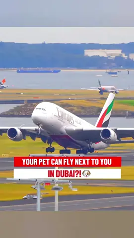 🐾✈️ Dubai’s Fly JetPets is changing the way we travel with pets! No more stressful cargo holds — now your furry companions can sit right beside you in the cabin. ❤️🐶🐱 From private to shared charters, every journey is designed for comfort, safety, and peace of mind. For UAE flights, Pawsome Pets ensures all travel paperwork is handled seamlessly. Because in Dubai, pets aren’t just pets… they’re family. 🐾✨ Would you take your pet on board? 👇 #Dubai #PetTravel #PetFriendly #LuxuryTravel #FlyJetPets