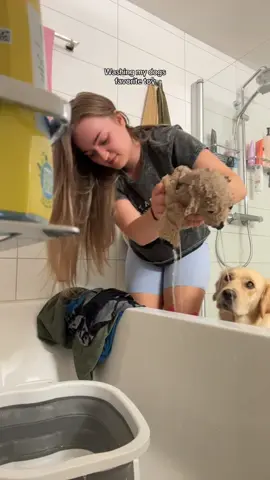 Not too happy about bathtime #dogtok #goldenretriever #fyp 