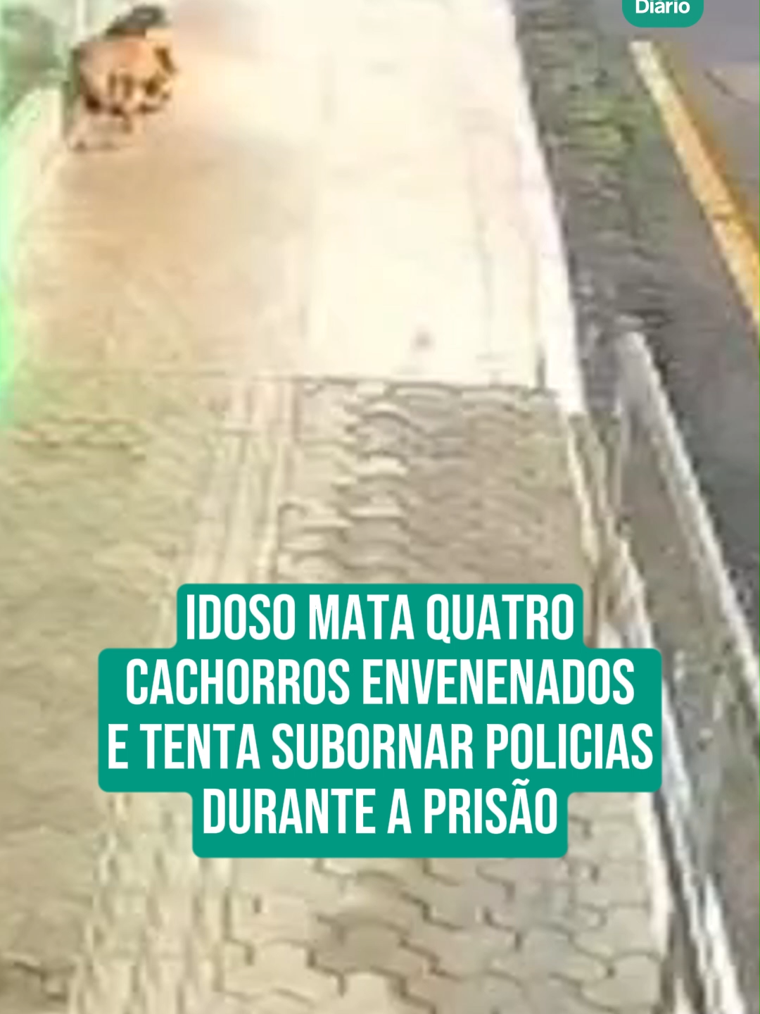 Um idoso, de 82 anos, foi preso após envenenar quatro cachorros de rua em Palmeira dos Índios, interior de Alagoas. O momento foi registrado por câmeras de segurança. Segundo o g1, a Polícia Civil encontrou o homem em um local perto de onde a ação aconteceu. Durante a prisão por maus-tratos a animais, o idoso ainda tentou oferecer R$ 5 mil aos policias para ser liberado, mas acabou sendo autuado por corrupção ativa. #idoso #alagoas #tiktoknotícias #DiáriodoNordeste