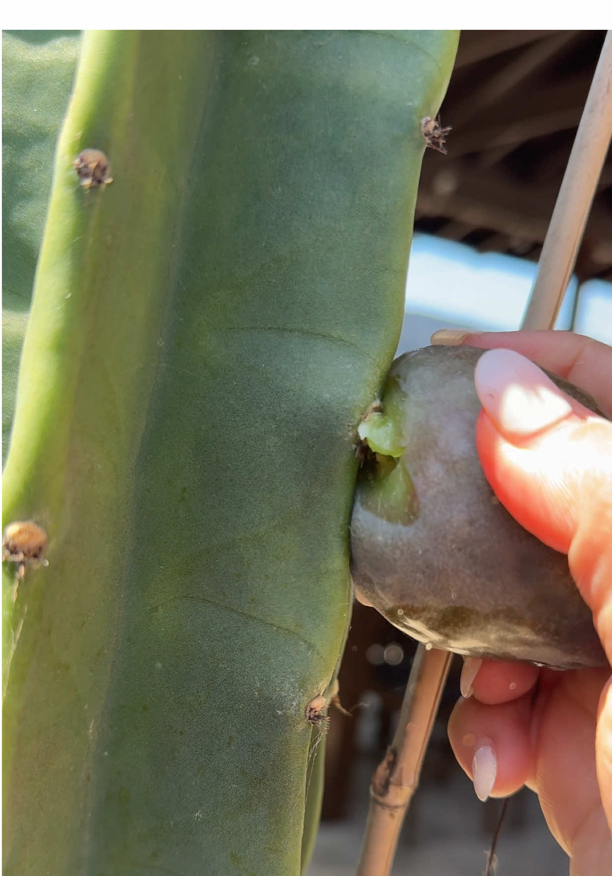 Ya le corté la fruta a mi cactus 🌵 San Pedro ustedes lo an probado? #cactus #fruit #fypシ #Foodie #plantas 