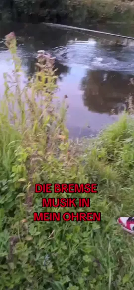 Wenn die Bremse schreit lacht das Herz #raubfisch #tipps #angeln 