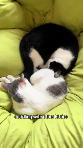 let a cat be a cat!!! #indiana #indianauniversity #livelovelaugh #catsoftiktok #straycats 