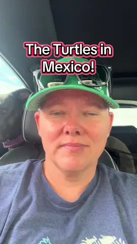 8/25 Day 79 Turtle Update 🐢  #turtle #mexico #lifeinmexico #fyp #beach 