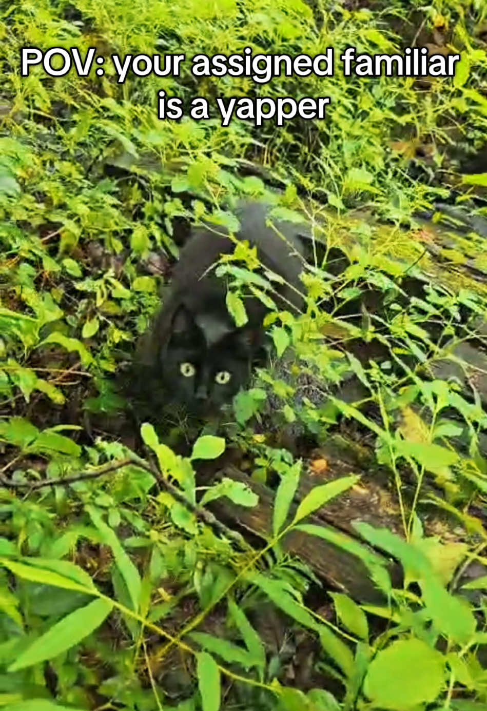 She loves to hear the sound of her own voice 🐈‍⬛ #familiar #witchtok #cat #blackcat #chattycat 