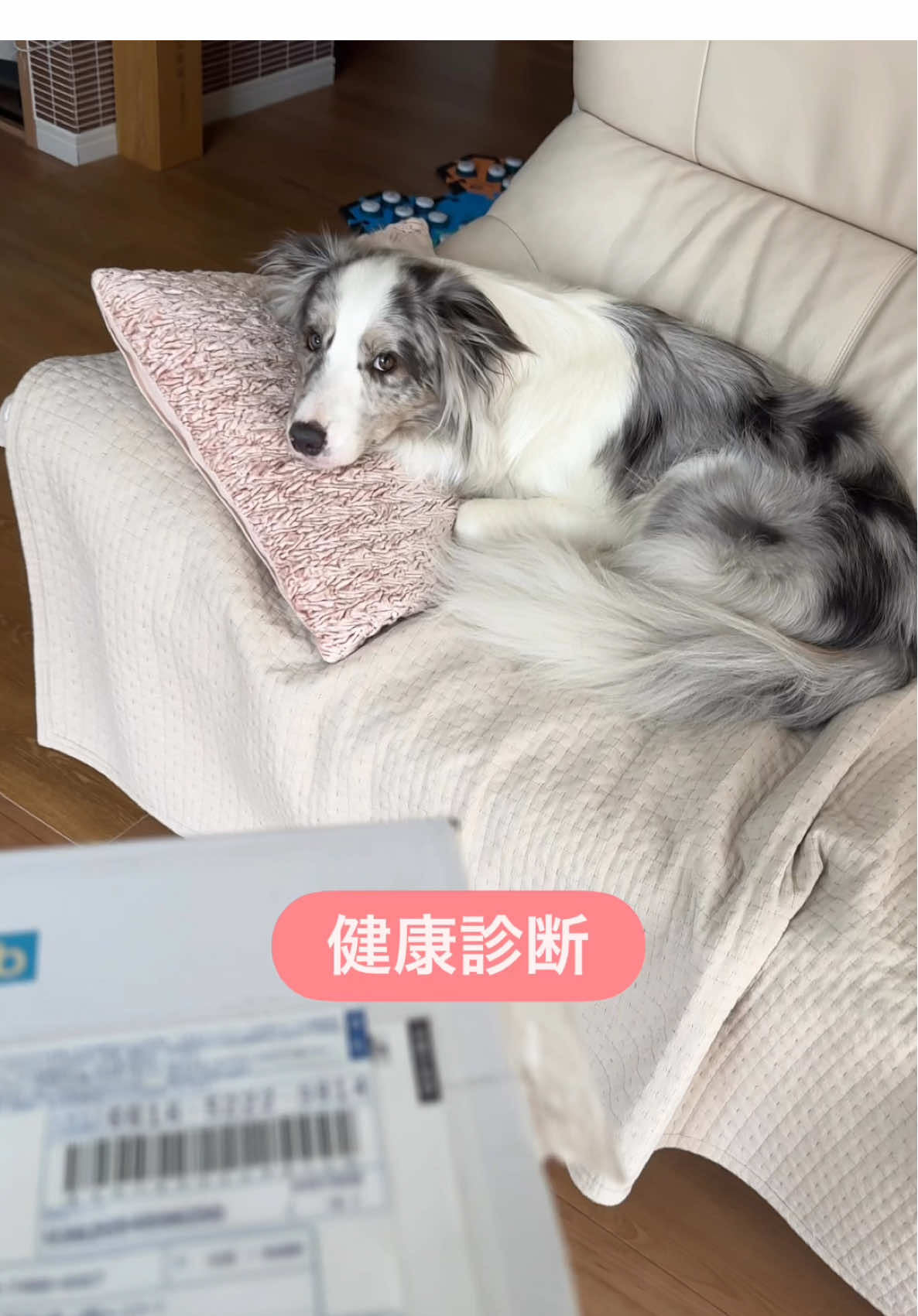 ピータース・ラボ@peterslab_jp は簡単な問診票に記入し、愛犬の唾液を採取して送るだけで、現在の健康状態だけでなく病気の原因である9つの病原体を検出し、遺伝子を分析して40種類の疾患の危険度を予測して教えてくれます。 初めてやってみましたが自宅で手軽に行えて、病気のリスクを知れるのはいいですね。予防や早期発見ができれば様々な負担を軽減できます。 特に危険度の高い細菌や人にも感染する細菌の検出が無かったのはホッとしました。 (伝票にある住所・氏名・電話番号は全て架空のものです) #ボーダーコリー　#犬　#しゃべる犬  #bordercollie  #fluentpets 