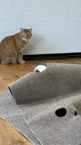 the ultimate cat hunting experience 