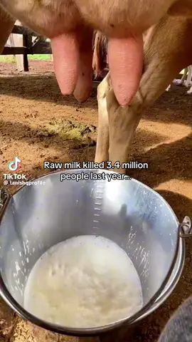 Most people think they’re lactose intolerant because they’re drinking the dead supermarket stuff. Pasteurization kills off the enzymes, so yeah, no wonder your stomach hates it. Raw milk still has lactase and lactoferrin, so your gut actually knows what to do with it. It’s loaded with real calcium, magnesium, zinc, fat-soluble vitamins A, D, E, K2, all in forms your body can actually absorb. Plus cholesterol and saturated fat — the exact raw materials your body uses to build hormones like testosterone. So yeah, keep drinking the watered-down, heat-treated version if you want. Or just go raw and get the stuff that actually works with your biology instead of against it. . . . #rawmilk #testosterone #supplementsthatwork #supplement #vitality #nutritioncoach 