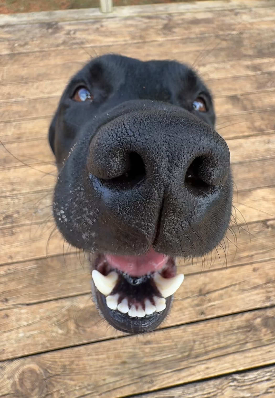 My best boy 🖤 #labrador #dogcommunity #servicedog 