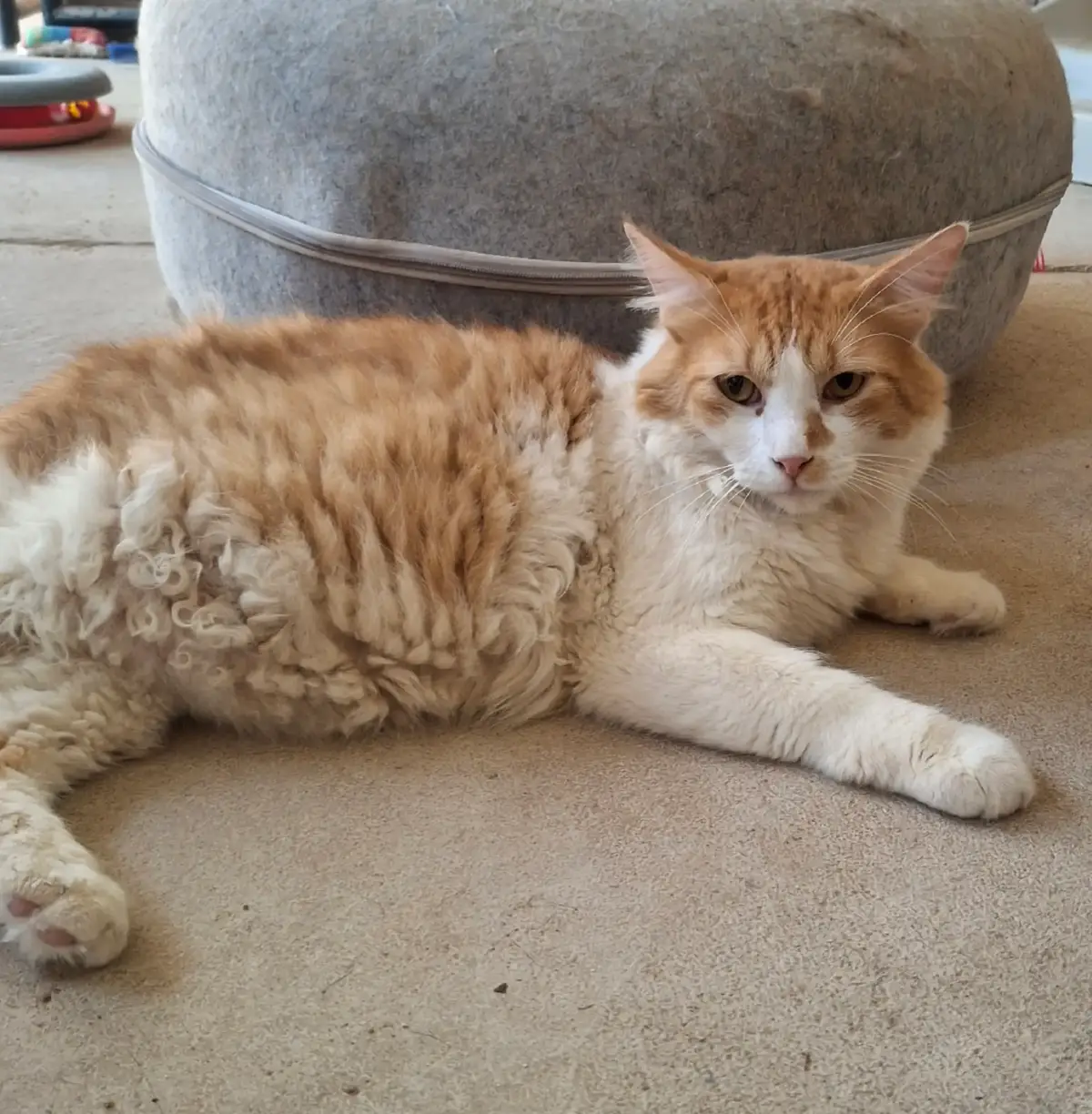this is Walter. he is up for adoption and has CURLY TUMMY! @Whiskers N Wishes Rescue 🐈 