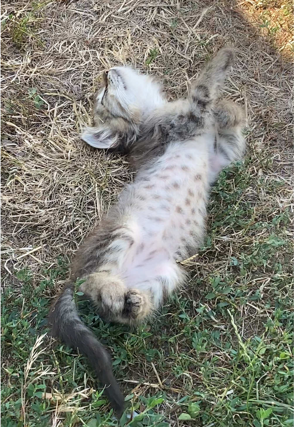 ☺️#котики #милота #cats 