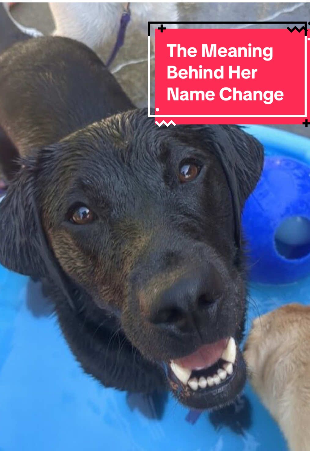 Replying to @Anonimous Her government name is still technically “Janika”, but here is why I call her Seneca. 🦮💝#l#labradorretrievers#servicedogd#dogsg#guidedogp#puppyb#blindb#blacklab