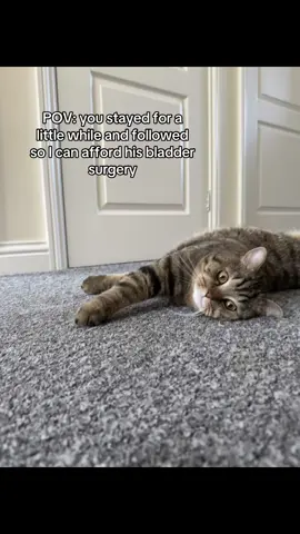 #cat #gofundme #catlover #donation #helpinghand 