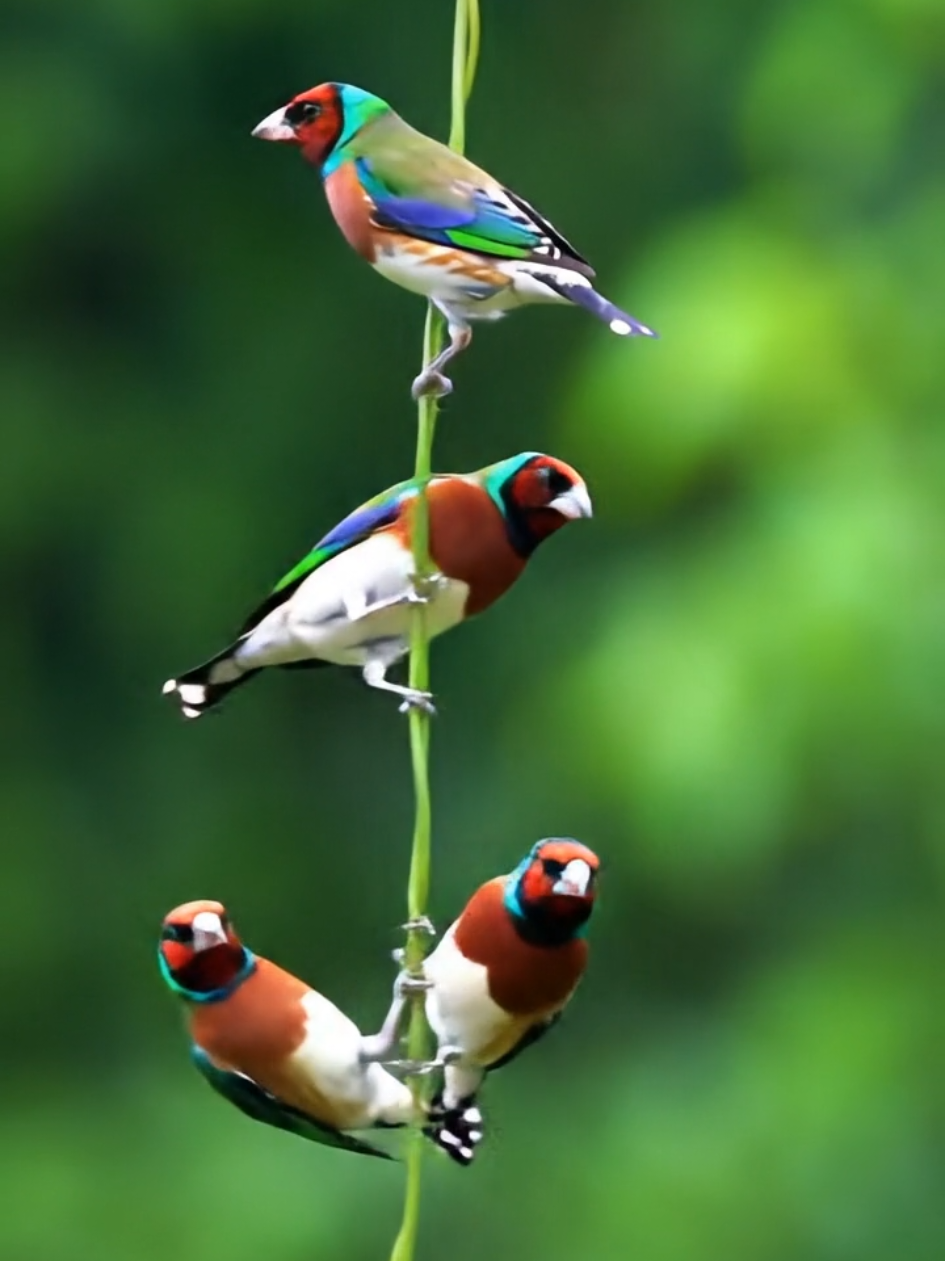 🐦🌿💫 Part 2.Joyful Chicks on the Vine 🎶💚🐥 In the heart of the jungle, sunlight spills through the canopy, painting the air in soft gold. A single vine sways gently in the breeze, stretching like a bridge between two trees. Upon it, a group of young chicks gathers, their feathers still carrying the softness of youth, their eyes bright with excitement. One hops onto the vine and clings with tiny claws, swaying forward and back as if testing the rhythm of the forest itself. Another joins, wings fluttering wildly, sending ripples of motion through the vine. Soon, laughter-like chirps fill the air as more chicks climb on, tumbling, swinging, and bouncing with pure joy. The vine bends and sways under their weight, but that only fuels their play. They jump, spin, and swing with fearless delight, like acrobats discovering their stage for the very first time. Each moment is clumsy yet magical—tiny wings opening and closing, feathers brushing against the leaves, chirps echoing like music. It is a scene of pure, unfiltered enthusiasm. A reminder that even in the wild, joy is not rare—it bursts forth wherever life is young, free, and unafraid to play. #BabyBirdsPlay #JungleJoy #WildlifeWonder #NatureVibes #CuteAnimalMagic