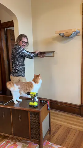 Replying to @Larry Edward Hargraves It’s okay to have more than one passion 🤷‍♀️ #percythecat Thanks for the help JB #cathammock #beaniebandit #funnycats #catdad 