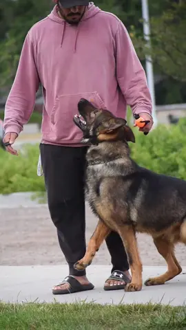 Eko 😈🔥 @Summit PSA #SummitPsa#Germanshepherd#Workingdogs