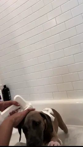 Our favorite bath 🛠️ tools #bath #pet #care #shower #tiktokshop 