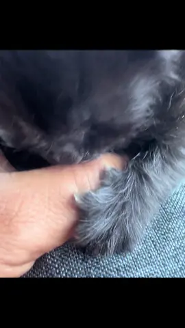 Lo abandonaron #gatito #loabandonaron😭😭😭 #gatitos #negro  Que tipo de persona se hace eso abandonar a un gatito 🥹🥹🥹