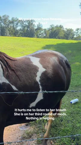 My horse has Heaves. Third round of meds, nothing is working. Any tips? What have y’all done to help?  This is breaking my heart.  #horse #horses #horseheaves #heaves #sickhorse