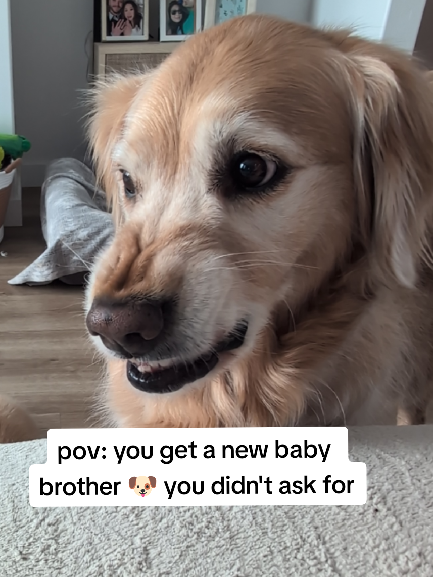 I really didn't see that coming .... #dogsiblings #newpuppy #goldenretriever 