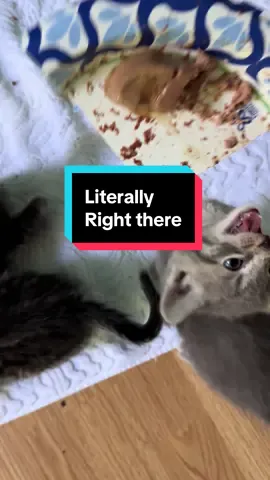 I tried to show kitten, but eventually just had to put her nose in it. Foster kittens are not the sharpest tools in the shed. Also I’m laughing because she’s obviously missing the food RIGHT THERE!!! #fosterkittens #kittens