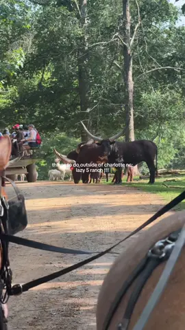 📍 Lazy 5 Ranch (Mooresville, NC) If you’re new to the Charlotte area or need a spot to take visiting friends & family, Lazy 5 Ranch is such a fun day trip! 🐮🦒 It’s been one of our family favorites since we moved here 12 years ago. You can drive your own car or hop on a wagon ride and hand-feed the animals (yes… they will stick their tongues out for snacks 😝). ✨ Just 45 minutes from Charlotte ✨ Open 7 days a week (weather permitting) ✨ Cash only! Cost: 🚗 Drive-thru: $15/adult (+$3 per feed bucket) 🐴 Wagon ride (includes feed): $21/adult #CharlotteNC #CLT #ThingsToDoCLT #northcarolina #lazy5ranch 