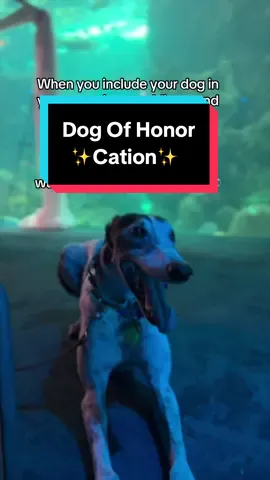 He wants to be where his people are 🩵🫶 #weddingpetcare #dog #greyhound #dogsoftiktok #weddingday #trend #fyp #foryou #PetsOfTikTok #wedding 