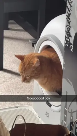 Meow meow  #cat #cats #catsoftiktok #fyp #kitty 