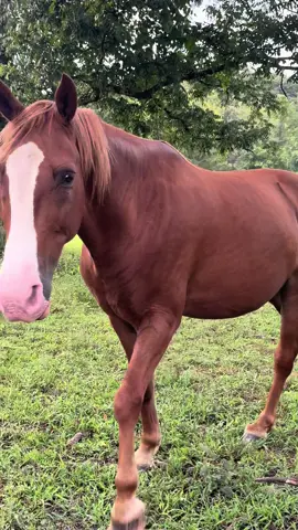 Just taking a min to stop and scratch a horse ❤️