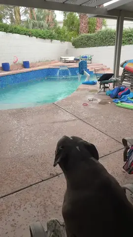 Summer Storm with Yuma. This is our Burning Man. #swimmingdog #monsoon #pitbull #storm