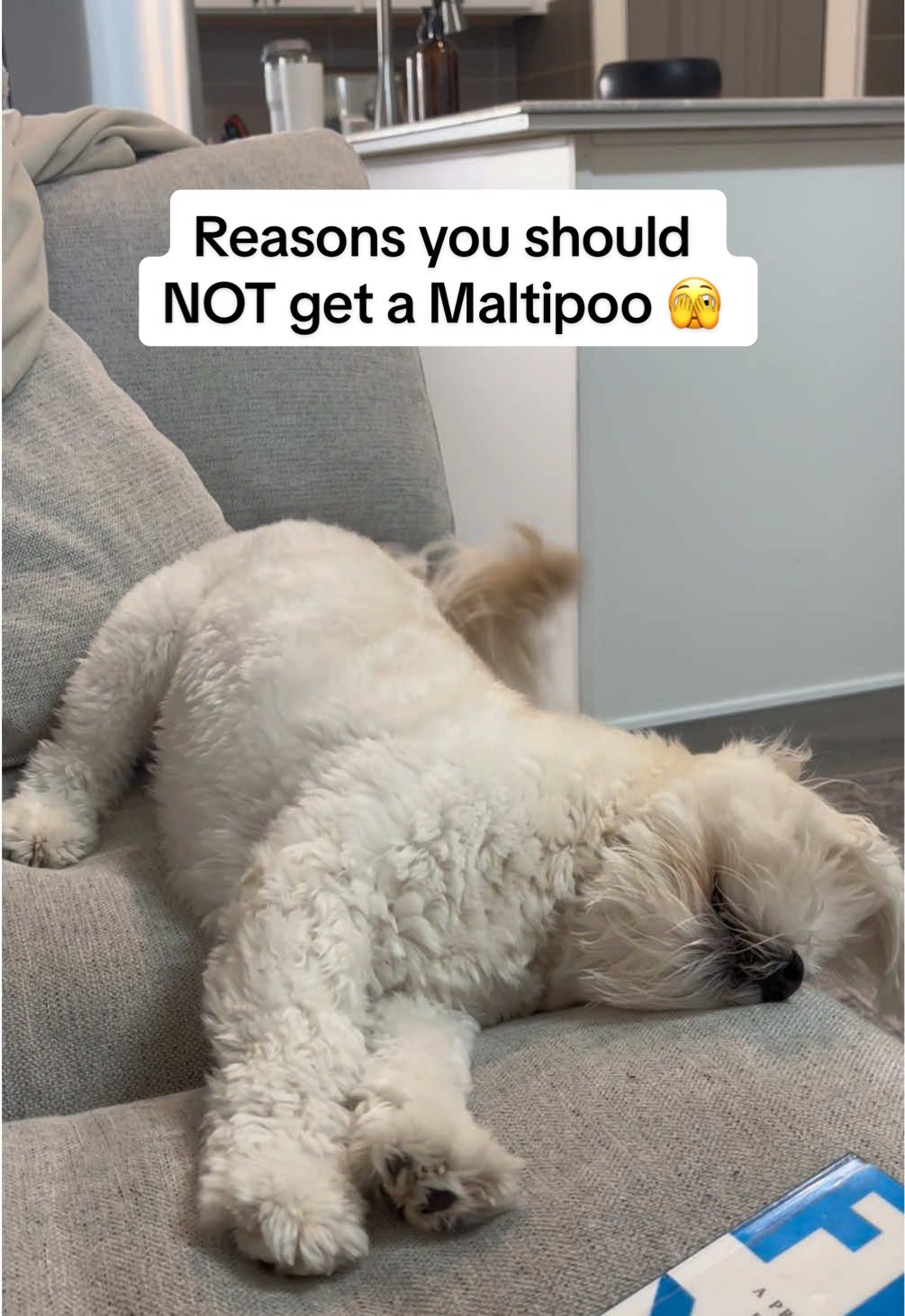 The dark side of owning a Maltipoo… 😅🐾 #cutedog #puppy #maltipoo #bestdog #dogmom #dogdad 