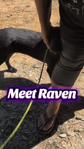 Raven would be a fine SAR prospect or adventure buddy.  For now she's staying with her foster who may adopt her!  Either way we're excited to get to see more of little miss Raven ❤️#CapCut #puppyeval