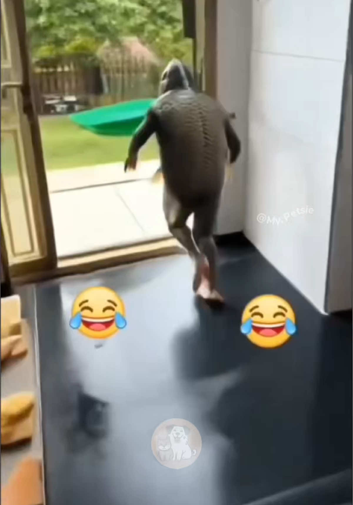 @My Petsie @Adam & Elea @LOLittles  @Adam & Elea @LOLittles @🐾Ricky 🐾  Cats Shocked by Crazy AI Food! 🐱🍗🐟😂 #MyPetsie  ___________________________________________  Explore the Link in Our Bio for More Best Pets Toys & Supplies! 🛒🛍️  ___________________________________________    Follow @my.petsie  For More Daily Videos 🔥❤️  ___________________________________________  What happens when AI food comes to life? The chicken turns real, the fish runs off the plate, and these cats are left totally confused and hilarious at the end! This is one of the funniest cat reactions you’ll see today. ___________________________________________  Plz Dm for credit & removal 💬 ___________________________________________  Our social Media : 👇(contact on us Instagram    @my.petsie & @my.petsie1 & @mypetsie.store  ___________________________________________  #funnycats #catreaction #aivideo #cathumor funny cats, cat reactions, ai food, cats shocked, cats confused, hilarious cats, chicken turns real, fish running away, pet humor, cat comedy, viral cat video, trending cat reaction, cats on tiktok, cats of instagram, cats vs ai, funny kitty moments, meow comedy, silly cats, pet entertainment, shocked cats, cat fails, confused cats, cats and technology, hilarious pet video, digital pets, cats surprised, animal humor, trending pets, comedy cats, cute cats funny, my petsie 