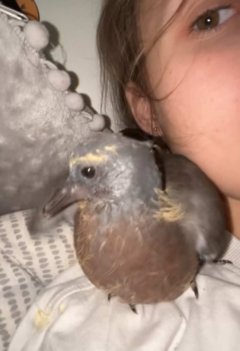 #fyp #pigeons #pigeon #pigeonsoftiktok #pigeonrescue 