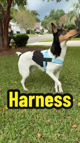 Replying to @Gus The Pup best harness I’ve seen for easy on, easy off and it doesn’t hit all the bones to hinder her walk. 🐾 🐾 #dogharness #dogproducts #dogstuff #dogwalk 