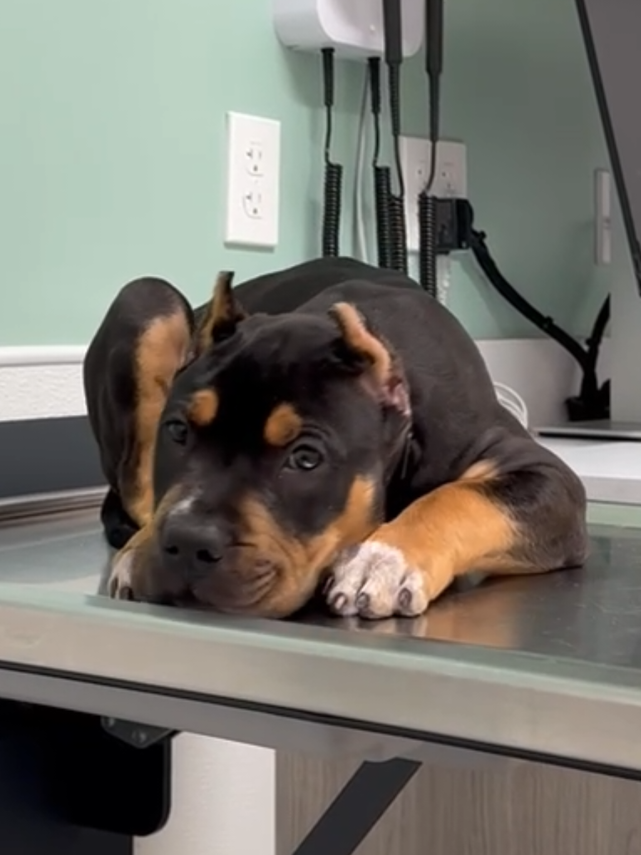 The PAWS on this Kid! 🤤😍🦍 Burleson's RIP, 3 months old #JaxsonWillow  🐾🐾 We Don't Find Homes for new Dogs...We Match Perfect Homes for Perfect Pups 😊 www.Burlesonbullies.com 🐾🐾 #BurlesonBullies #GotTex #FckSloppy #GotBurleson #USA 