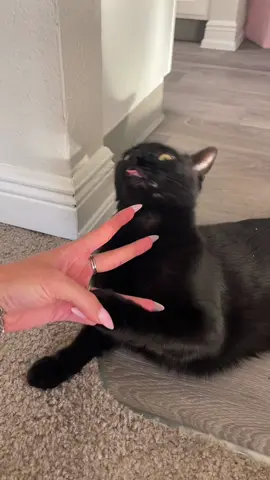 #blackcat 