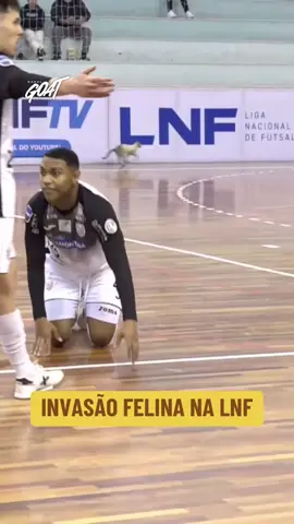 GATO QUER DESEMPATAR! Durante o confronto entre Joaçaba e Carlos Barbosa, um visitante inesperado invadiu a quadra: o gato que parecia pronto para decidir o jogo! Quem sabe ele não garante o gol da vitória? #LNF #LNFnoGOAT #CanalGOAT 