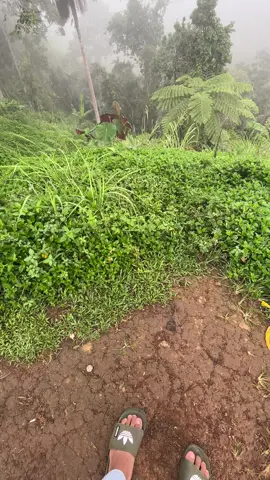 #freetouse #fyp #foryoupage #nature 