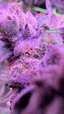California #budzzdrip710_ #budzzdrip710original #budzzdrip710farms #budzzdrip710#monday 