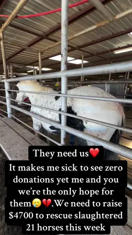 Every kind comment would mean a world to us#horserescue #equinerescue #fyp #viralvideo #equine #sanctuary #rescue #horse #viral #donate #support #help #equinelove #saveahorse 