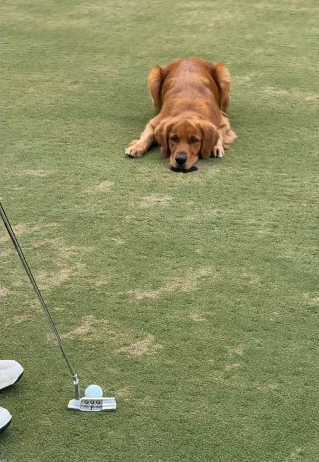 No ball is safe with her 😂#goldenretriever #golf 