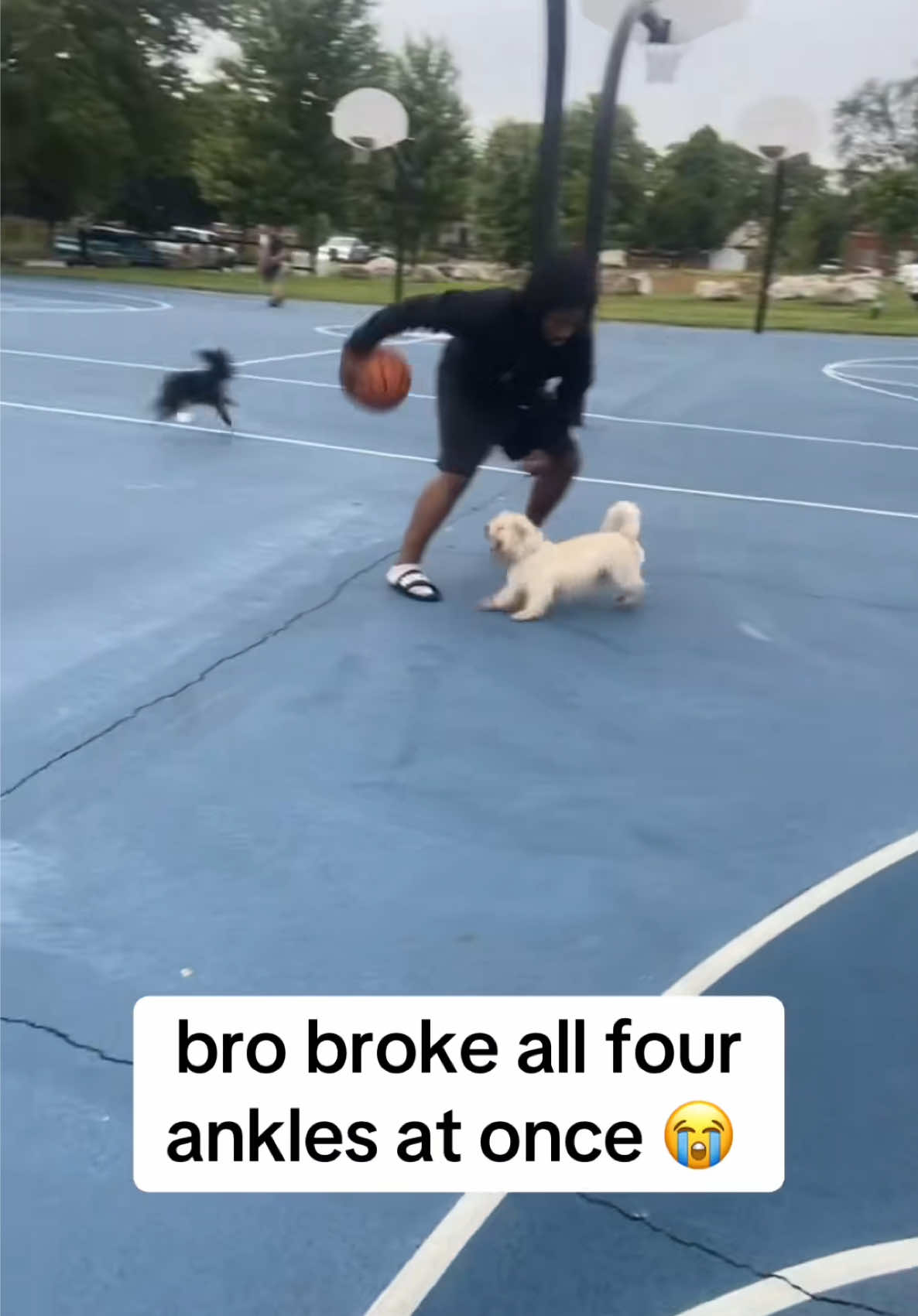 The dog believes he can fly 😂 (@Marithahooper23) #NBA #basketball #sports #fyp #crossover 