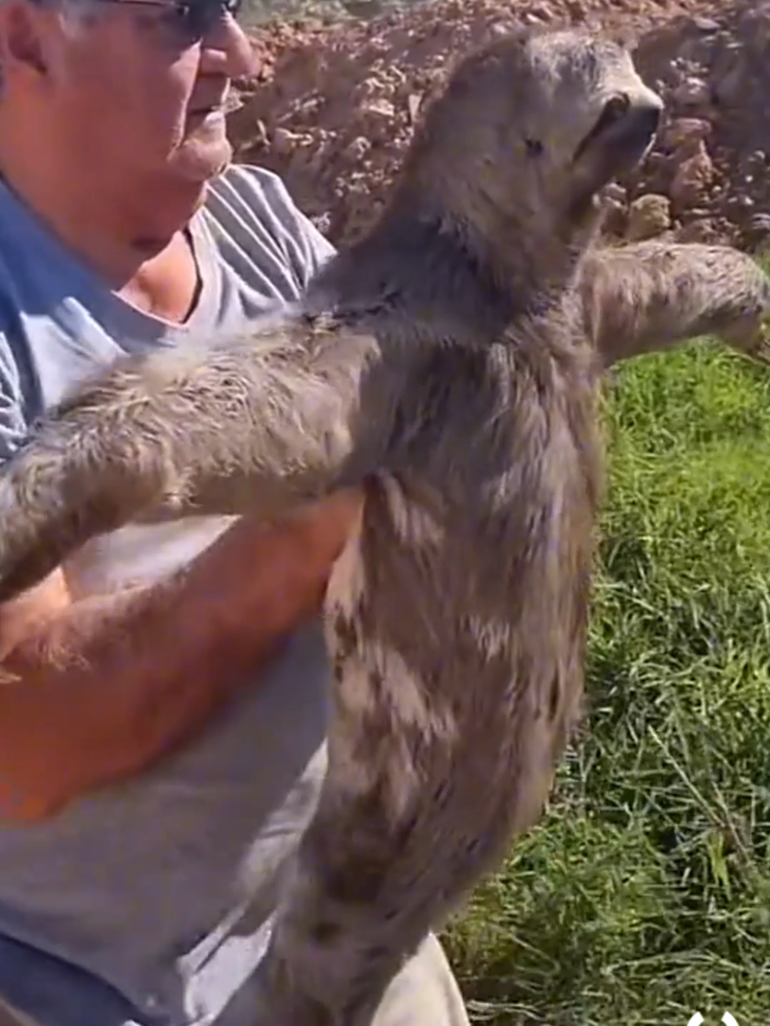Sloth vibes 🦥✨#sloth #funnyanimals #memevideo #fyp #viral