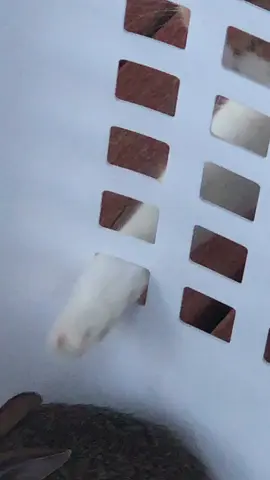 انقدت ارنب من بين يديها لم تستسلم فاليل ساطلق سراحه ليذهب عند امه 👍