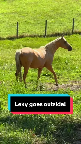 Lexy gets to go outside!🐴💛 #palomino #palominohorse #recipmare #broodmare 