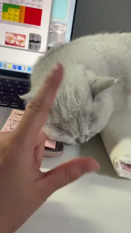 My study buddy 🫶🏼🫶🏼 #cat #teeth 