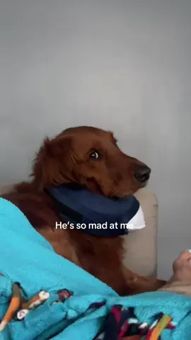 just a boy and his cone (lol I blew it up and now it won’t zip up) @Milo the Goodest of Boys 🤍