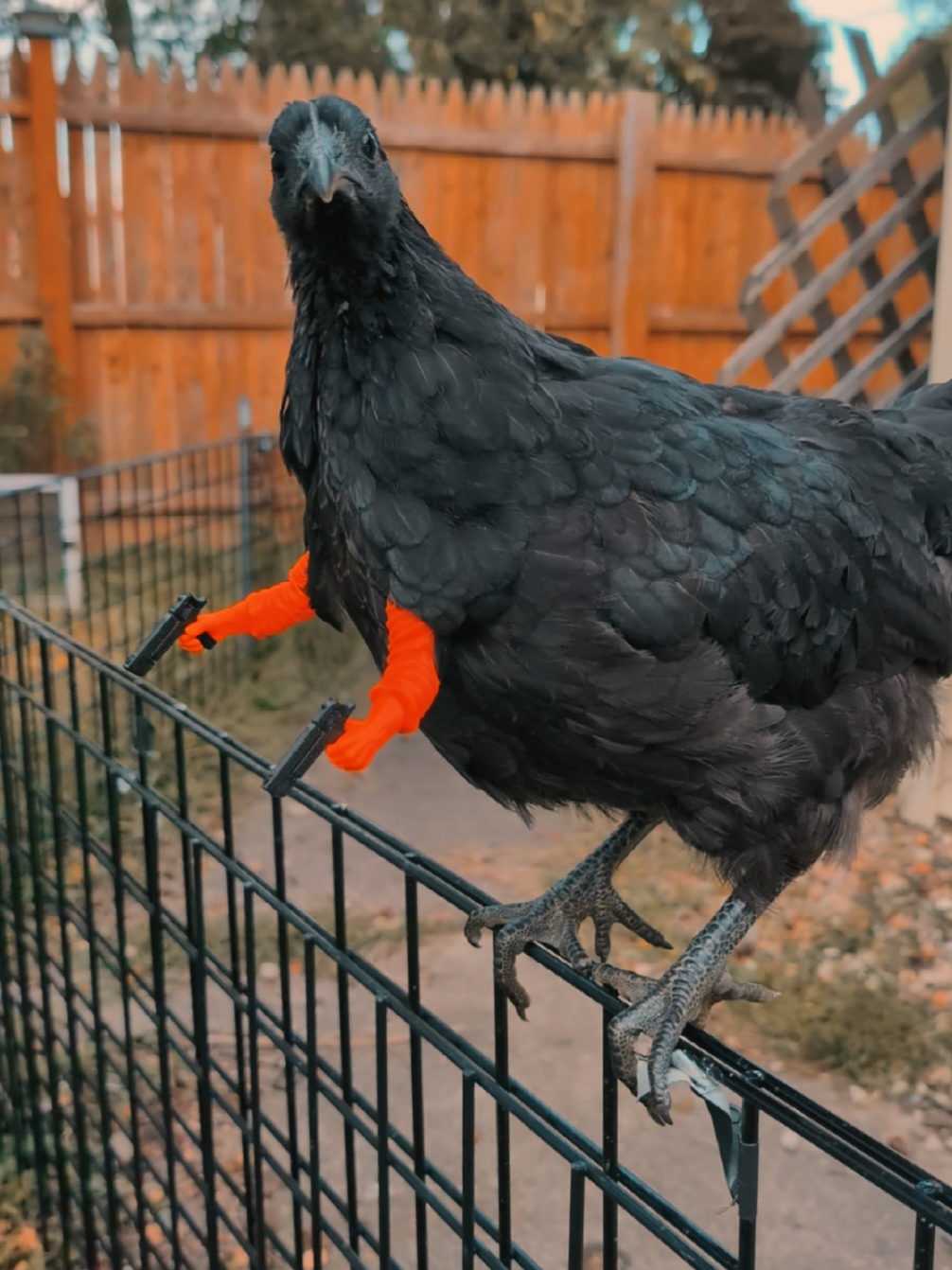Skidcrow the New backyard security 🔫  #fyp #fypシ #chicken #chickensoftiktok #pewpewpew 