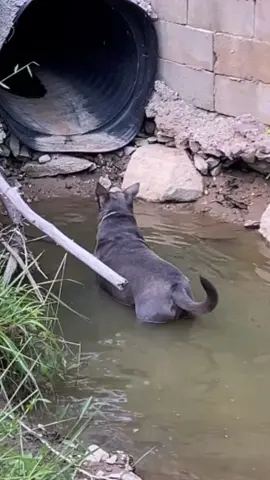 This dog and water. This is everyday during our walk. He loves it. #dogs #funnydogs #cutedogs #dogsoftiktok #waterdogs 